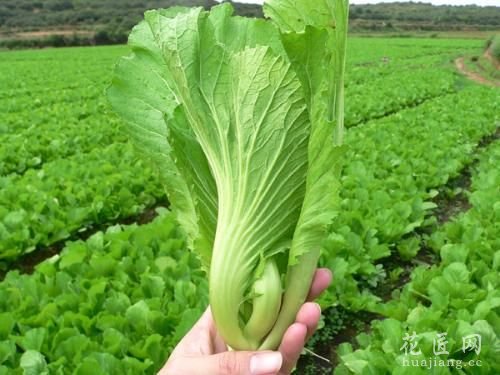 芥菜菜蛾防治技术要点
