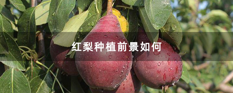 成熟的红梨