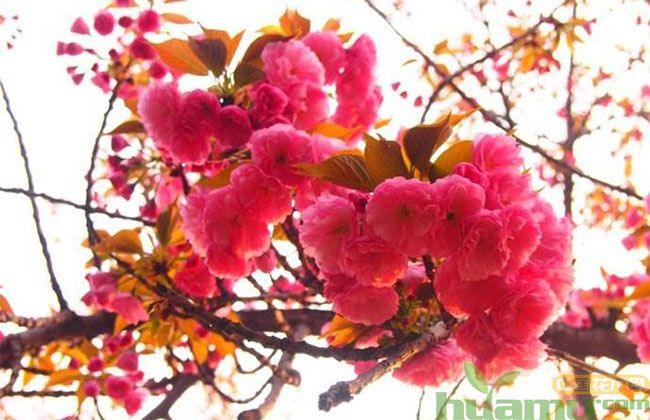 中国红樱花树苗价格