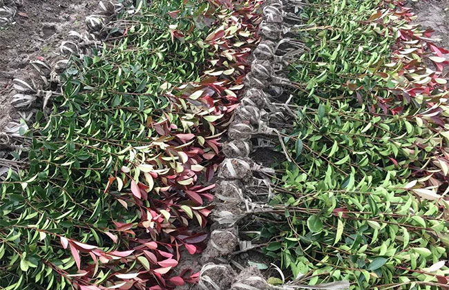 红叶石楠毛球基地实拍