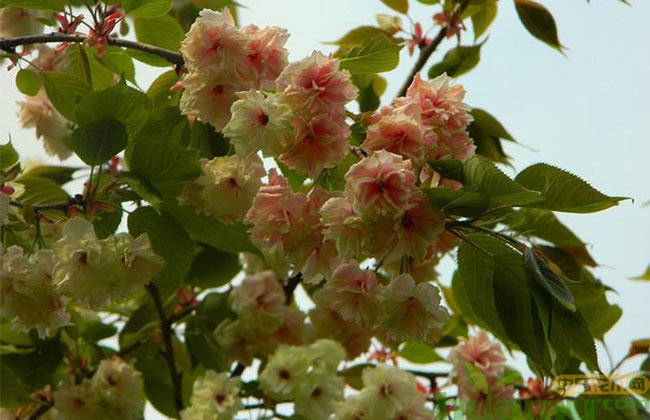 中国红樱花树苗