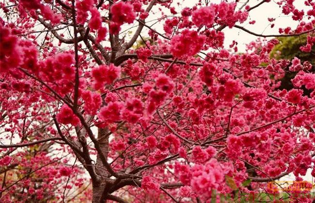 中国红樱花树苗