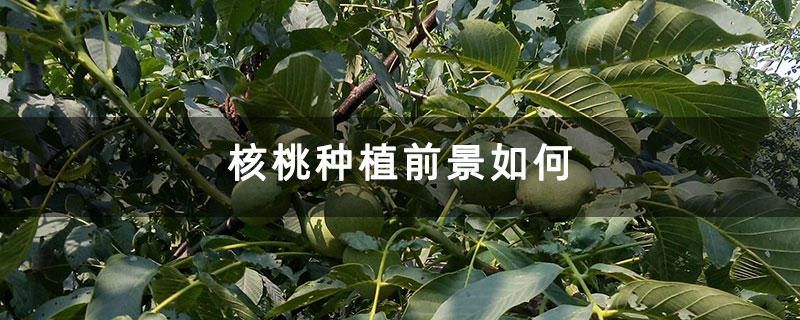 核桃种植前景如何