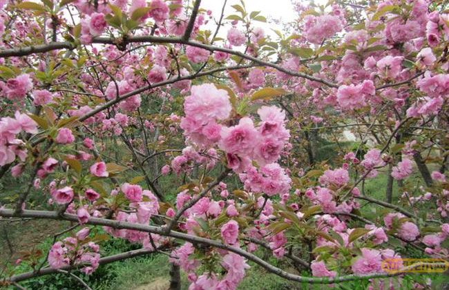 樱花树苗
