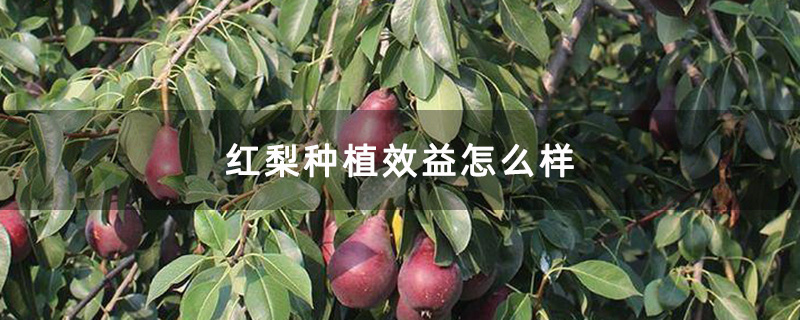 红梨果园