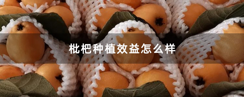 枇杷种植效益怎么样