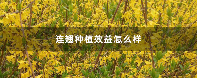 连翘种植效益怎么样