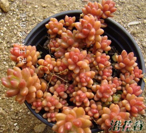 蓝豆、绿豆、赤豆、黑莓(豆豆系列盘点)