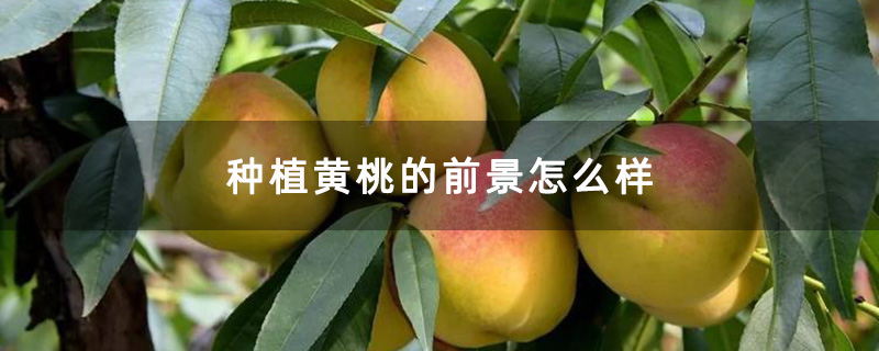 种植黄桃的前景怎么样