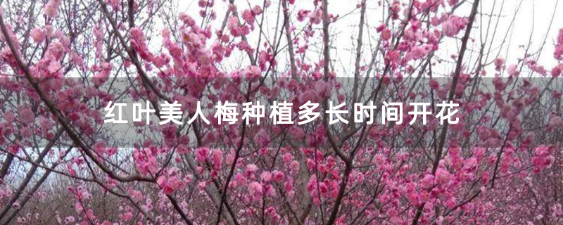 红叶美人梅