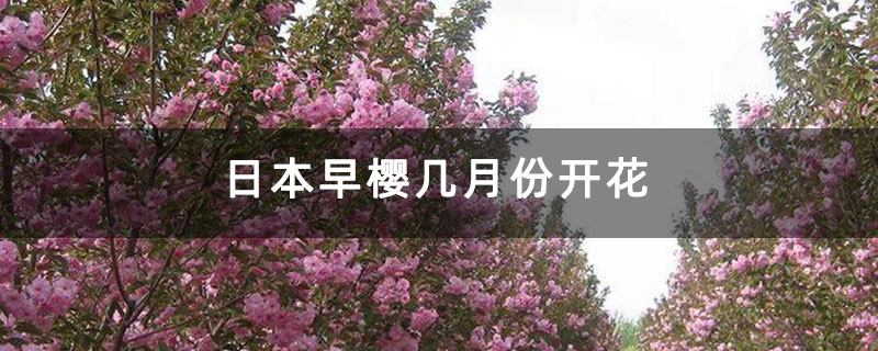 日本早樱几月份开花 日本早樱几月份开花