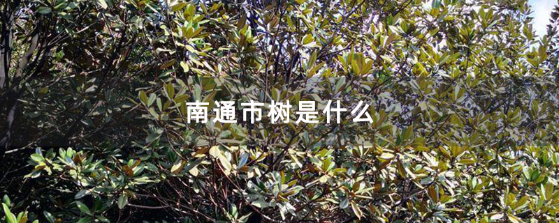 南通市树是什么