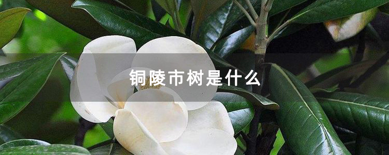 铜陵市树是什么