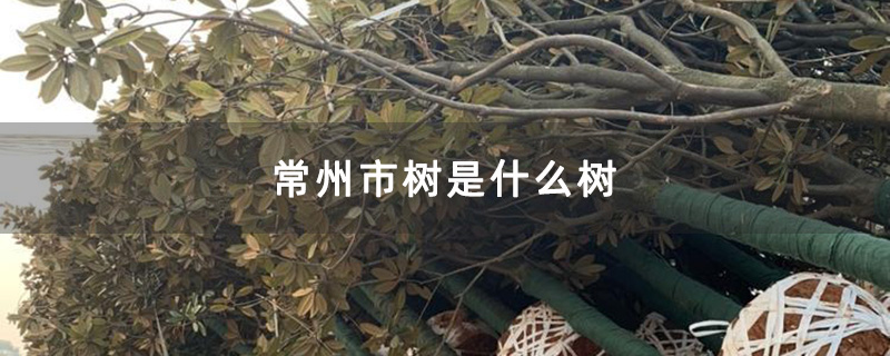 常州市树是什么树