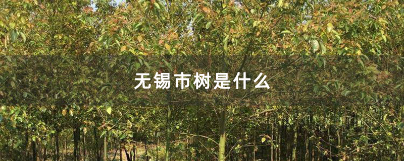 香樟树基地实拍图