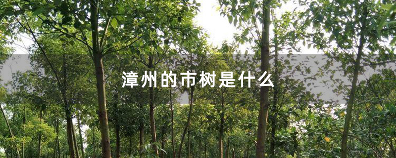 香樟树中型树苗