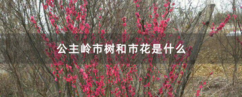 红梅盆景