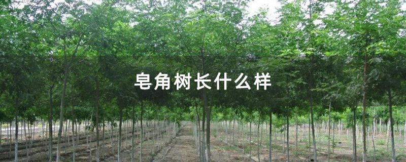 皂角树长什么样