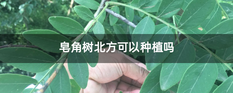皂角树北方可以种植吗