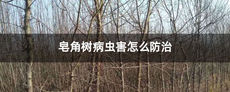 皂角树病虫害怎么防治