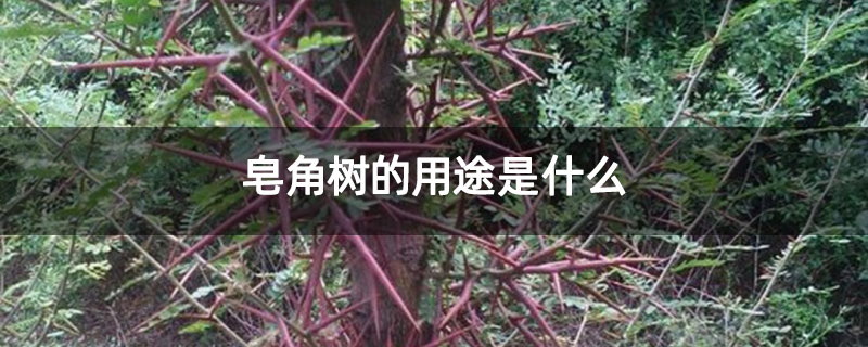 皂角树的用途是什么 皂角树的用途是什么