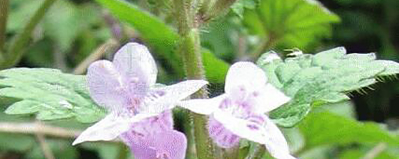 花叶活血丹的养殖方法