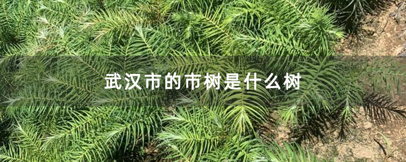 武汉市的市树是什么树