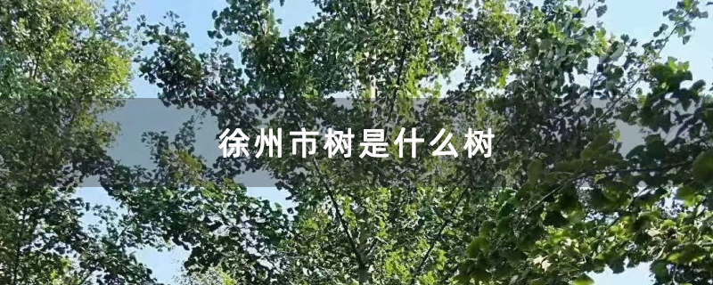 徐州市树是什么树