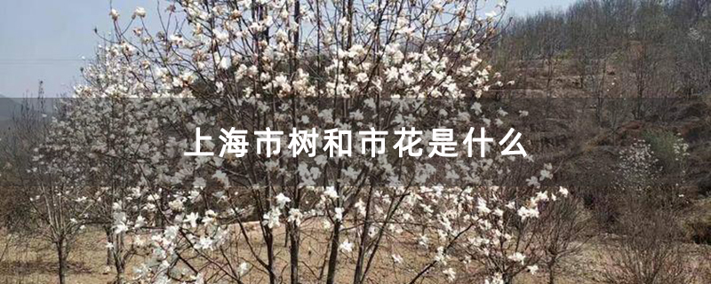 上海市树和市花是什么