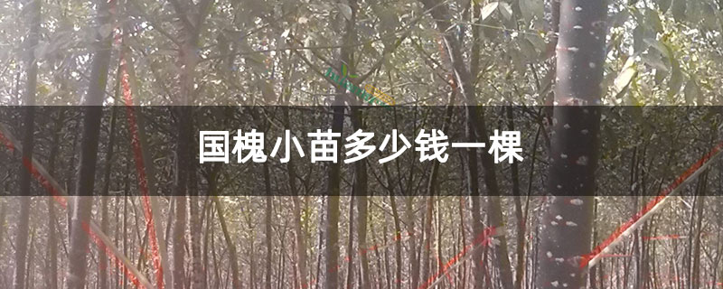 国槐小苗多少钱一棵 国槐小苗多少钱一棵