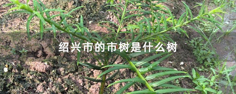 绍兴市的市树是什么树