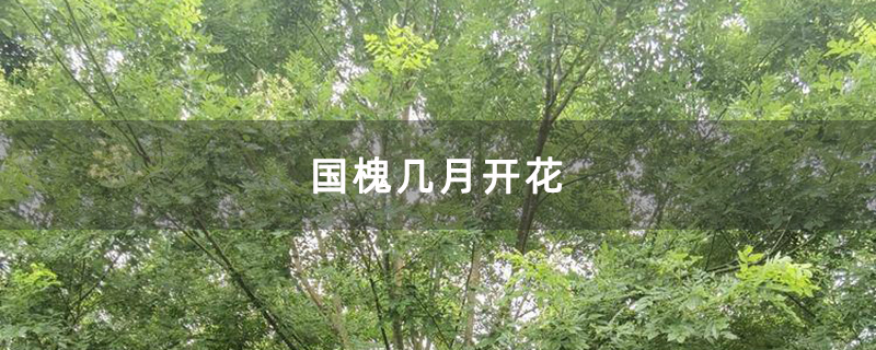 国槐几月开花