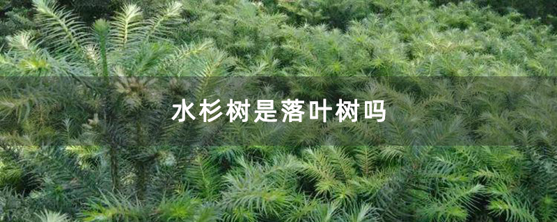 水杉树是落叶树吗