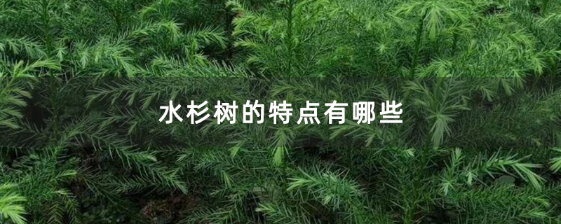 水杉树的特点有哪些