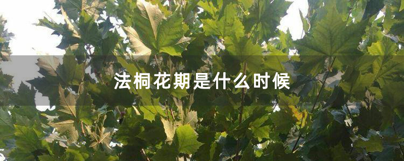 法桐花期是什么时候