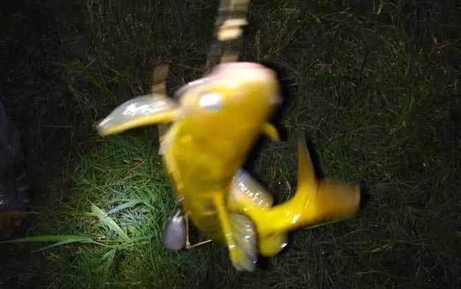 黄颡鱼