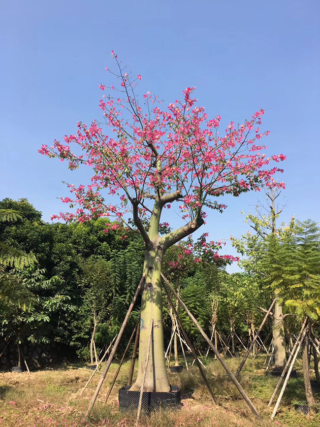 木棉花的寓意及象征是什么?白色木棉花花语