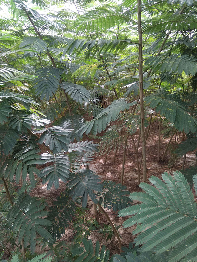 合欢花的花语是什么?合欢花的花语和寓意