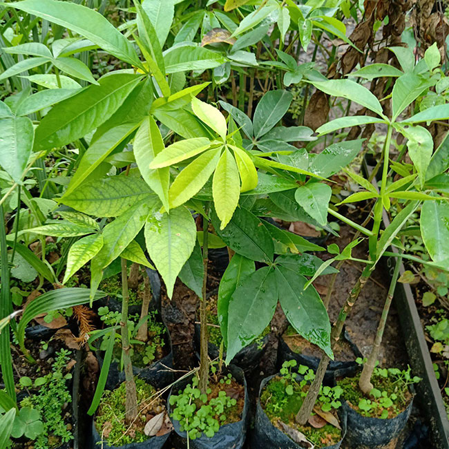木棉花