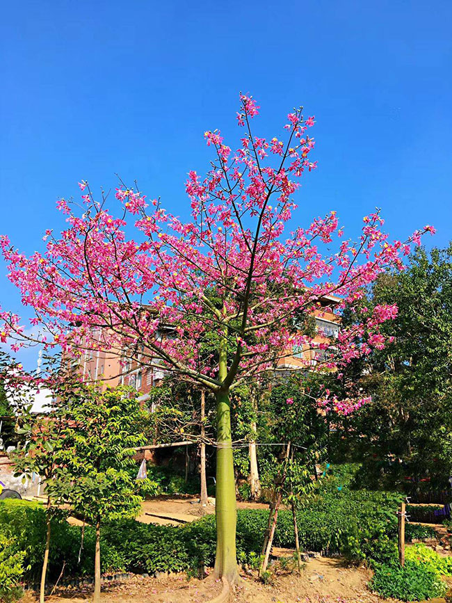 木棉花