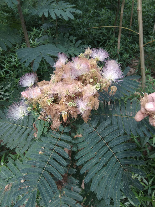 合欢花的花期是多长时间?合欢花晚上会闭合吗?