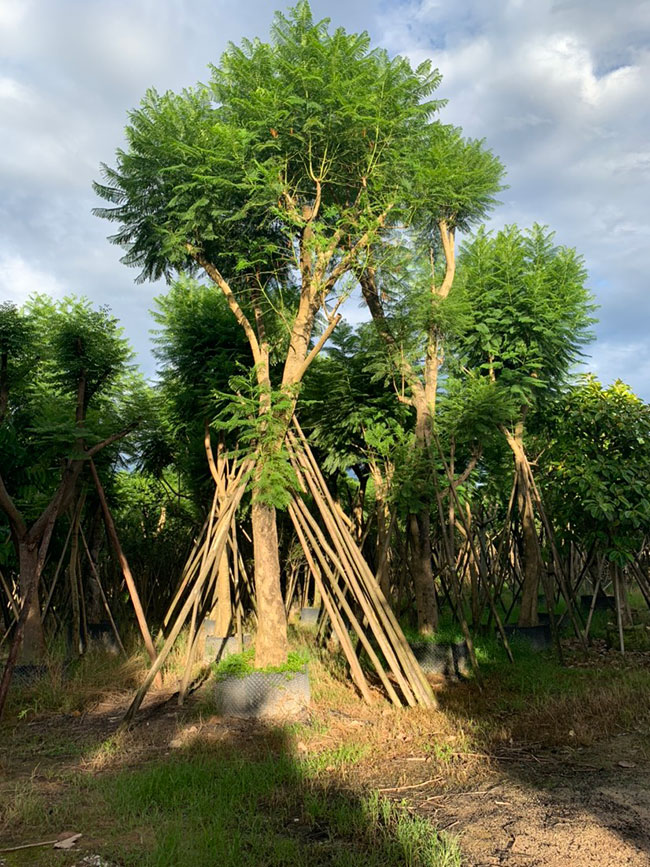 蓝花楹是哪国国花?蓝花楹特点介绍