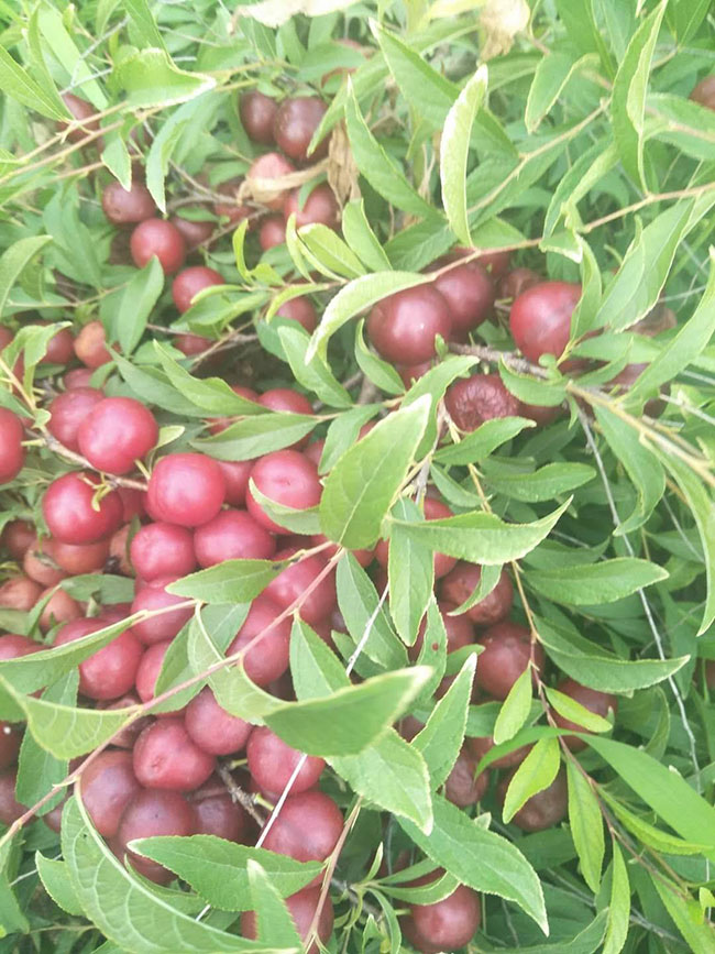 钙果苗多少年才挂果?种一亩钙果需要多少成本?