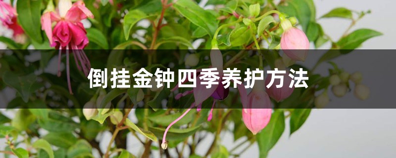 倒挂金钟四季养护方法