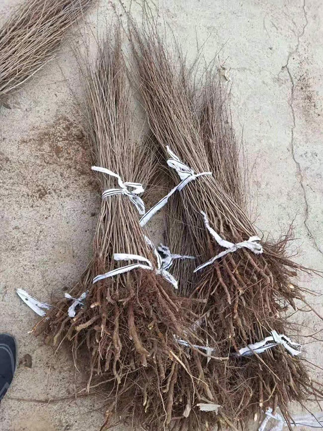 钙果