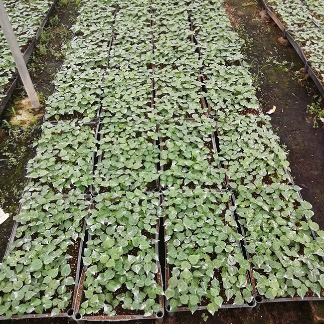 木棉花产地在哪里?哪里的木棉花多?
