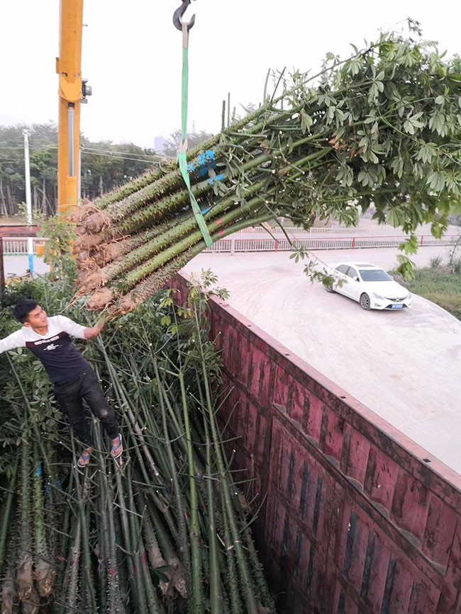 木棉花什么时候开?木棉花什么颜色?