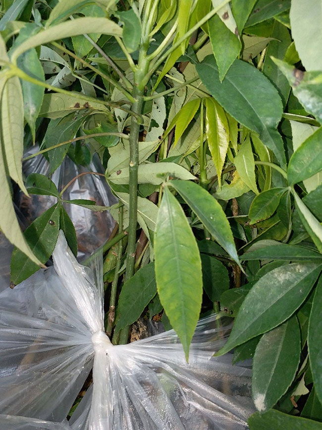 木棉花