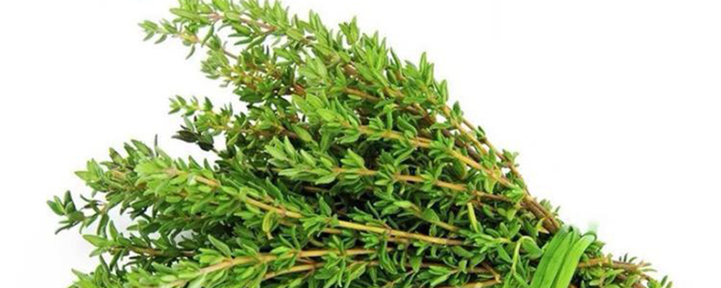 新鲜百里香草