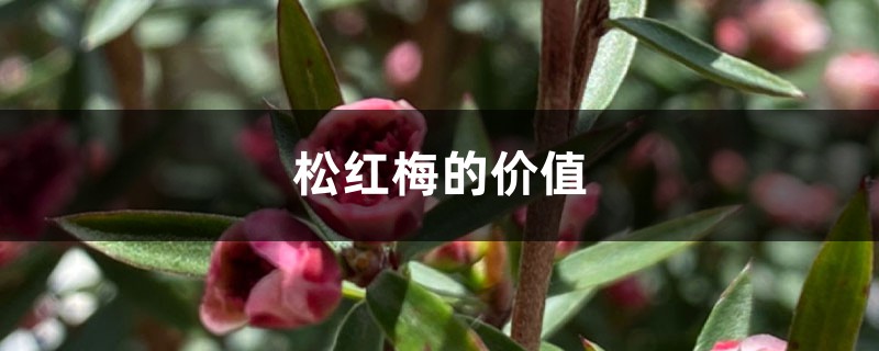 松红梅的价值